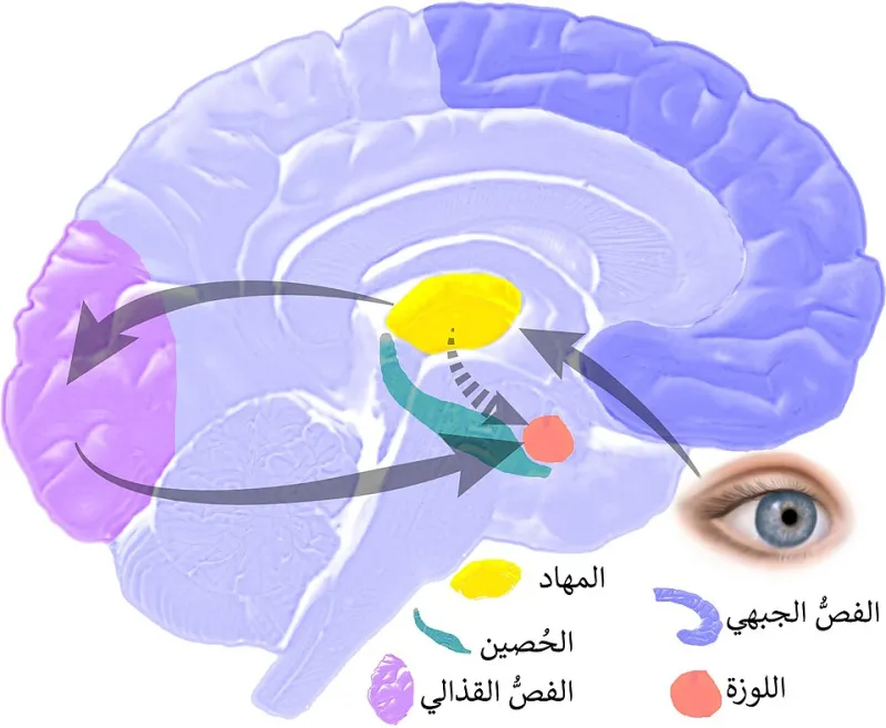 Your Mind Is Playing Tricks on You — And You Don't Even Know It